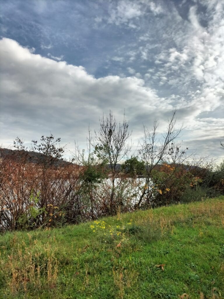 Buissons au bord du Rhône