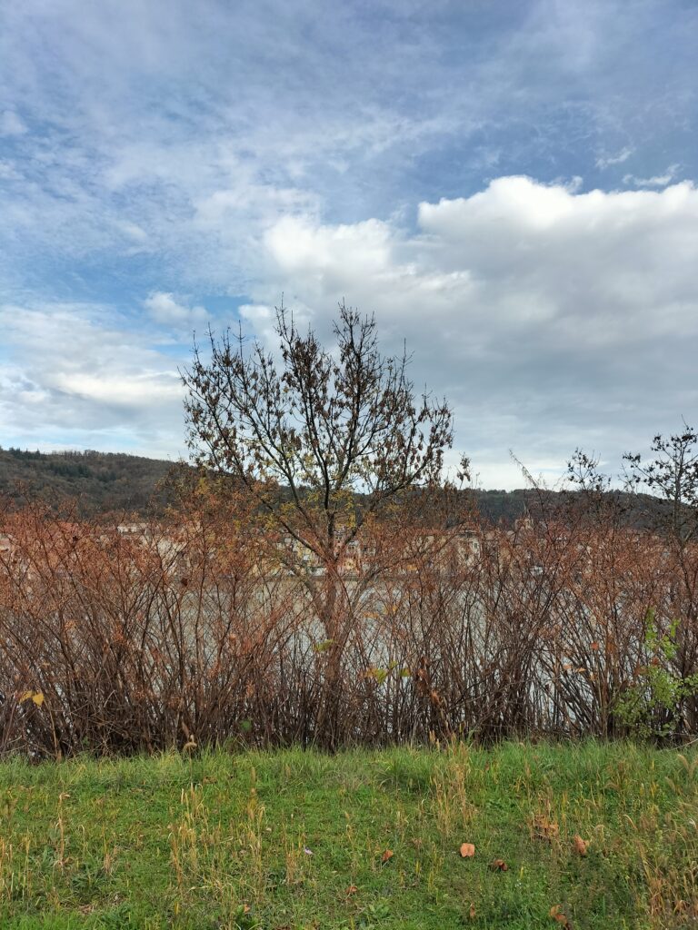 Vue sur la rivière avec un arbre devant
