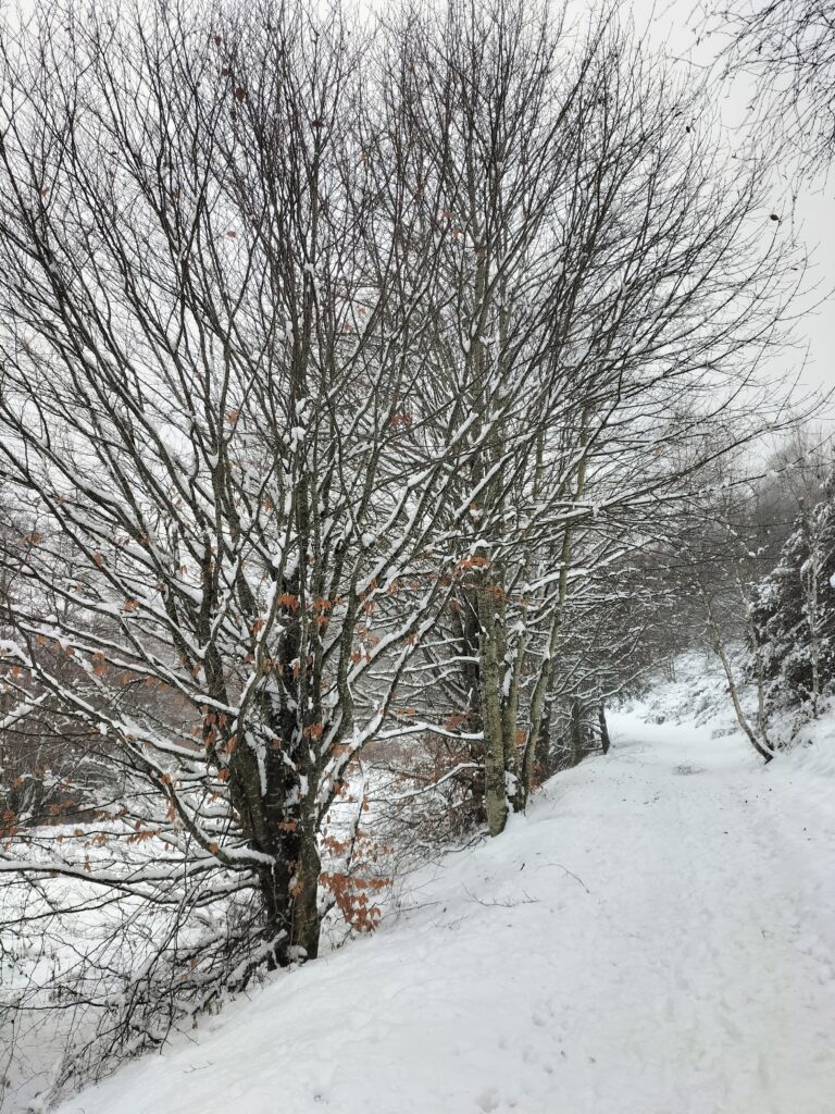 Arbres enneigés le long d'un chemin