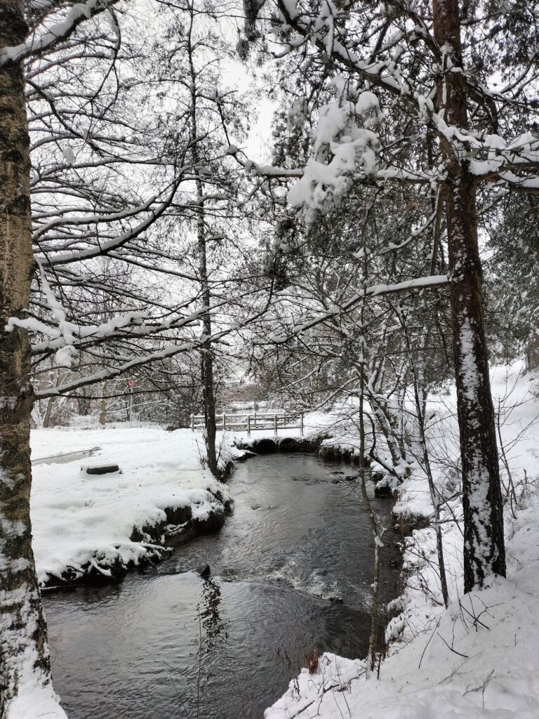Rivière enneigée entourée d'arbres.