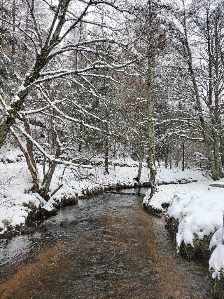 Rivière enneigée entourée d'arbres