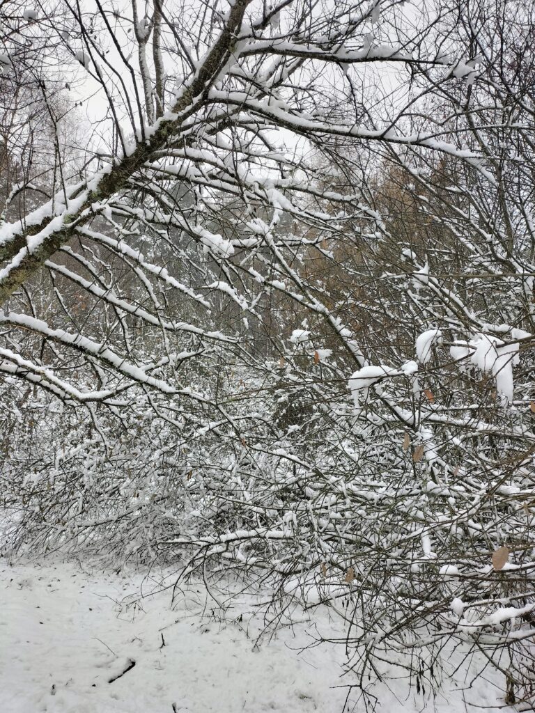 Branches couvertes de neige en hiver