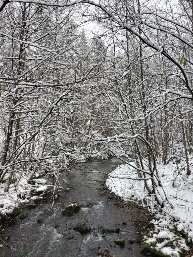 Ruisseau enneigé dans la forêt.