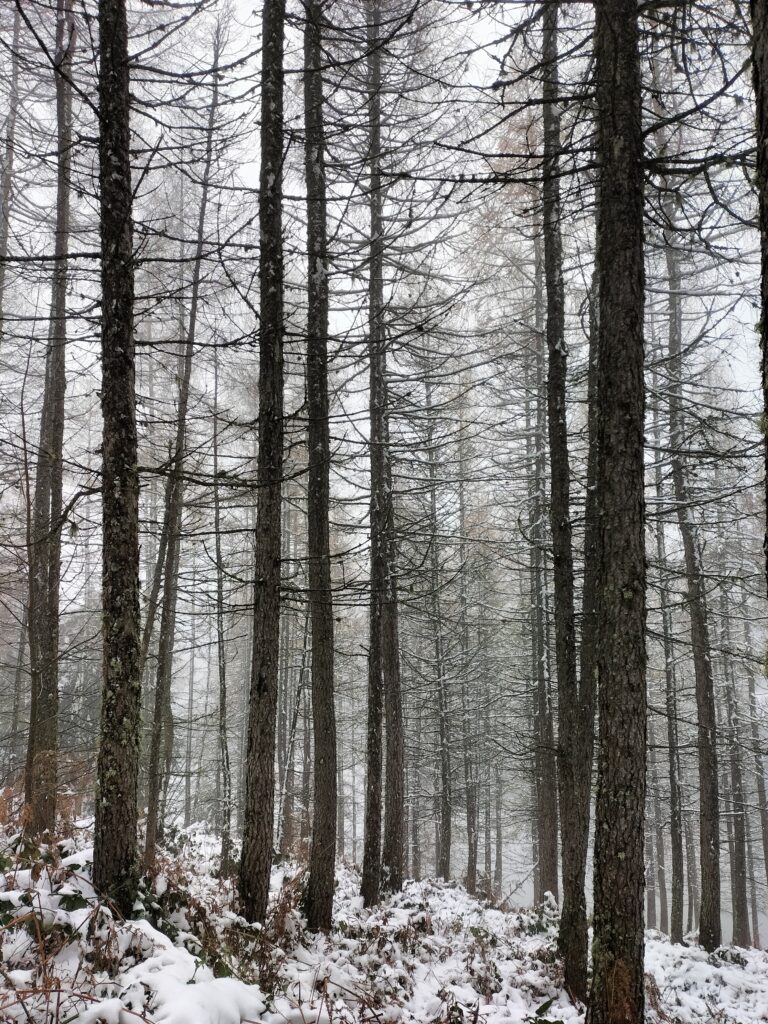 Forêt enneigée et brumeuse