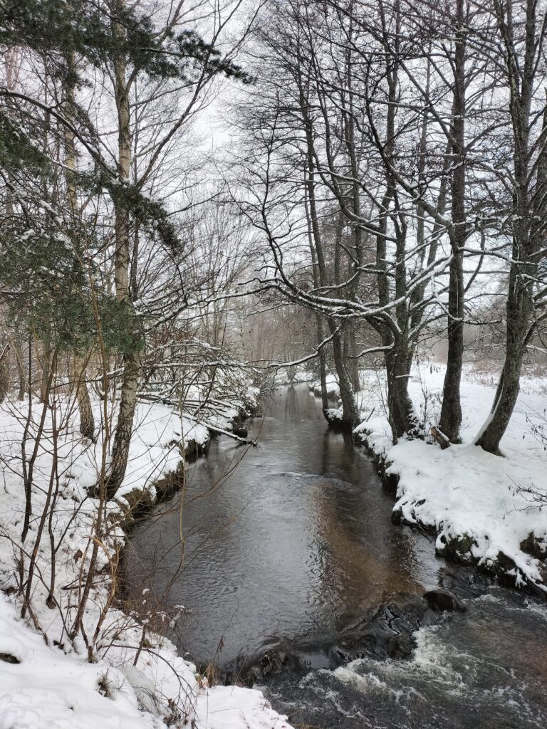 Rivière enneigée entourée d'arbres.