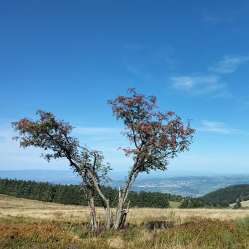 Tour des crêts du Pilat GPX - Tour des crêts du Pilat