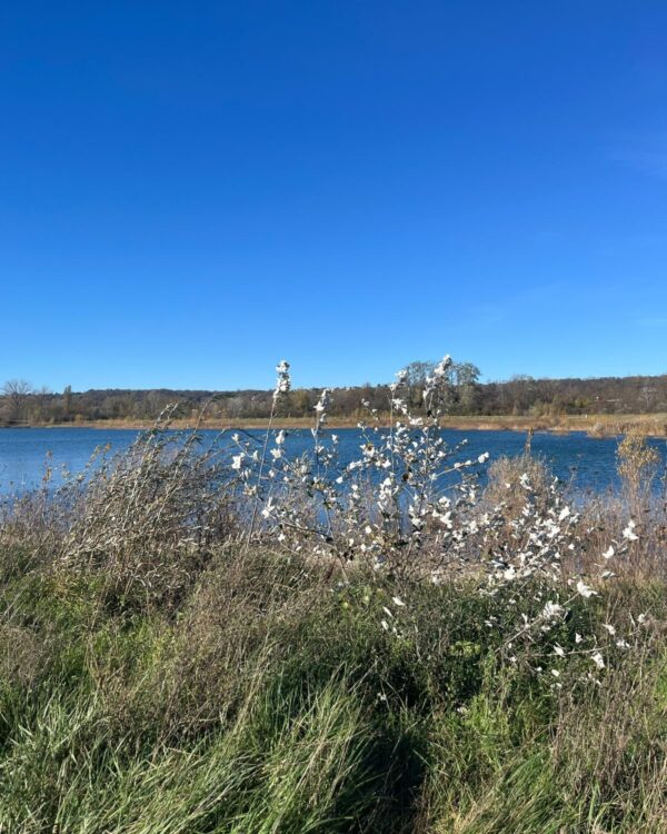 GPX - Tour du lac de Miribel