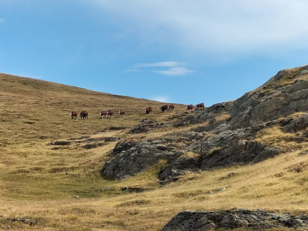 Troupeau de vaches sur le plateau d'Emparis
