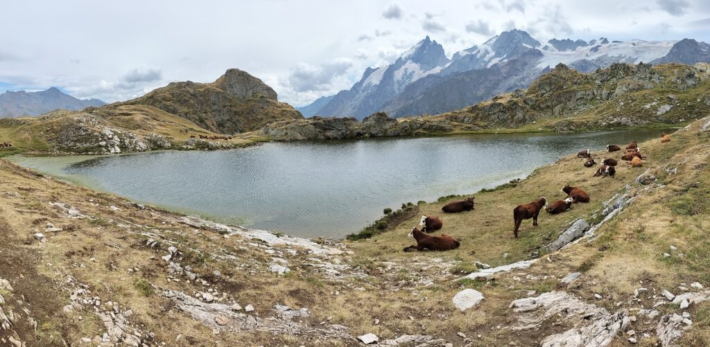 Lac Lérié avec un troupeau de vaches au bord du lac et une vue sur les montagnes enneigées