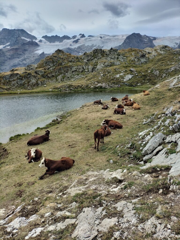 Troupeau de vaches au bord du lac Lérié