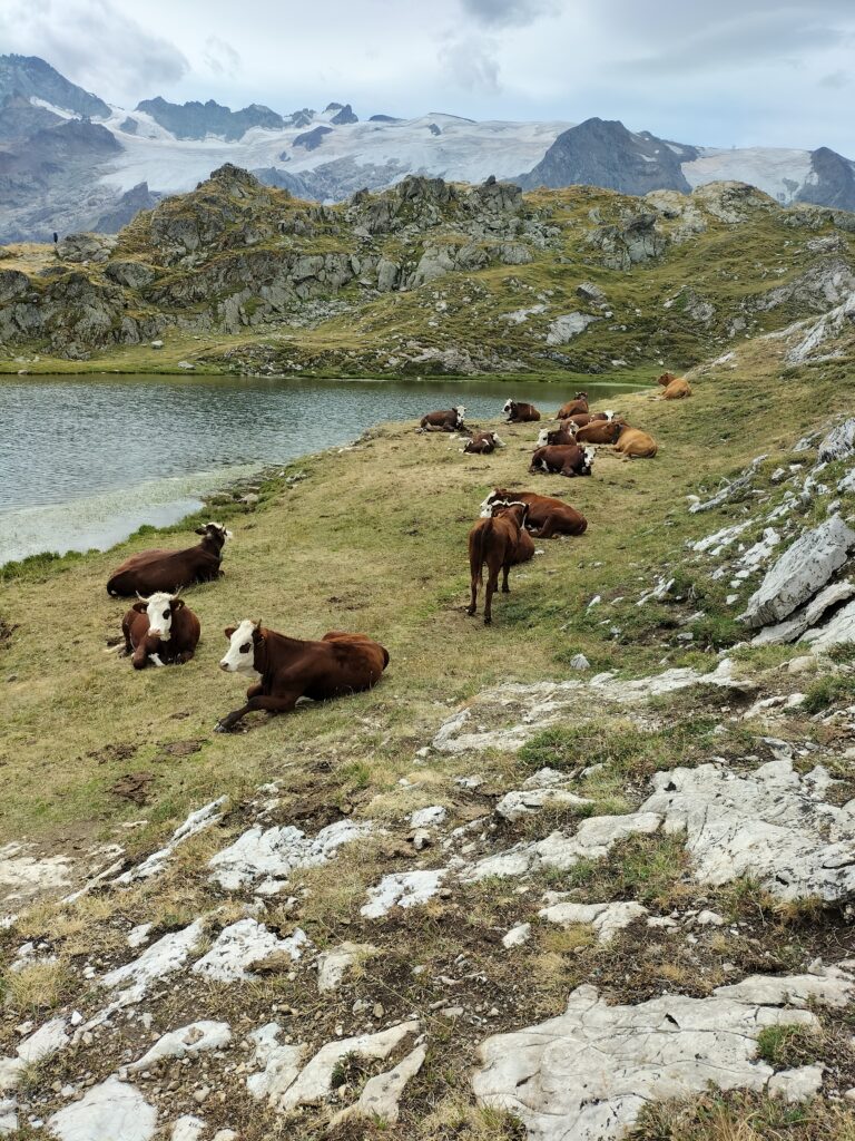 Vaches au bord du lac Lérié