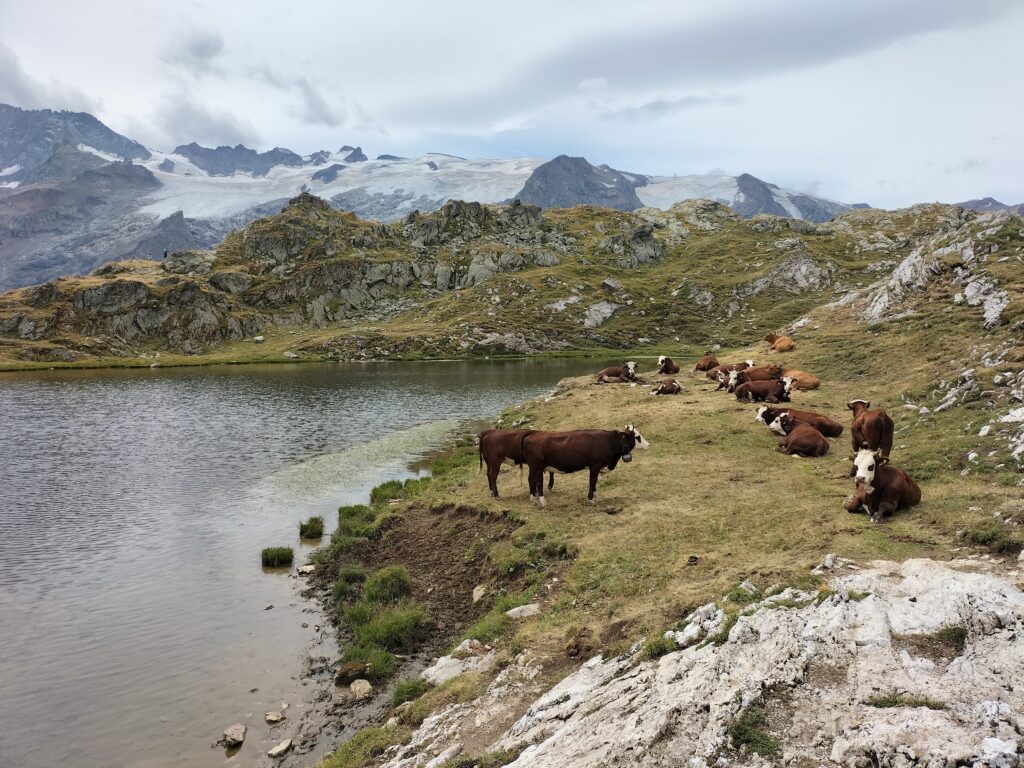 Troupeau de vaches au bord du lac Lérié avec vue sur les montagnes enneigées