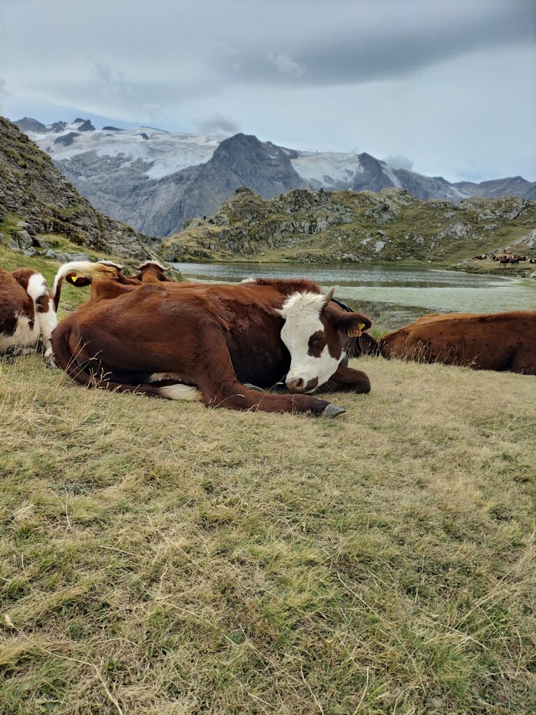Vache au bord du lac Lérié