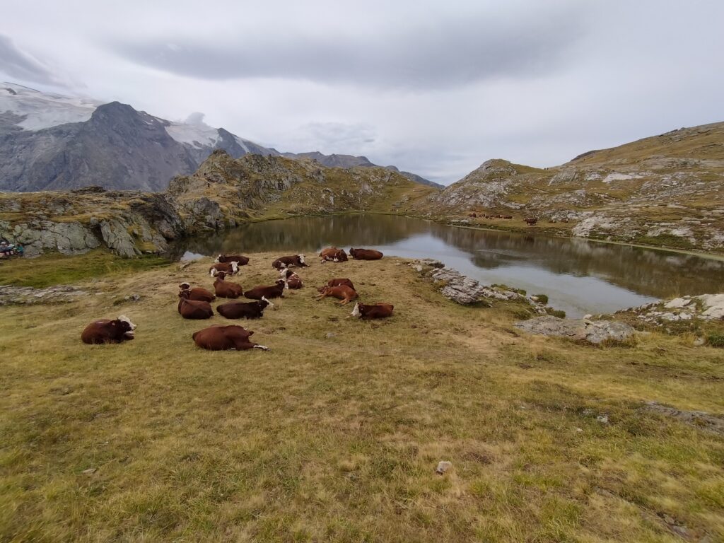 Lac Lérié et troupeau de vaches