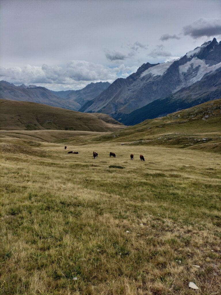 Troupeau de vaches au coeur du plateau d'Emparis