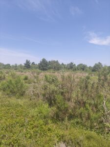 Plateau de la Verrerie (Allier)