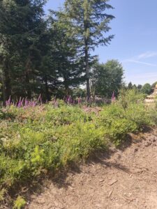 Plateau de la Verrerie (Allier)