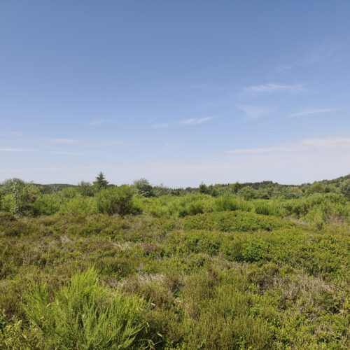 Plateau de la Verrerie (Allier)