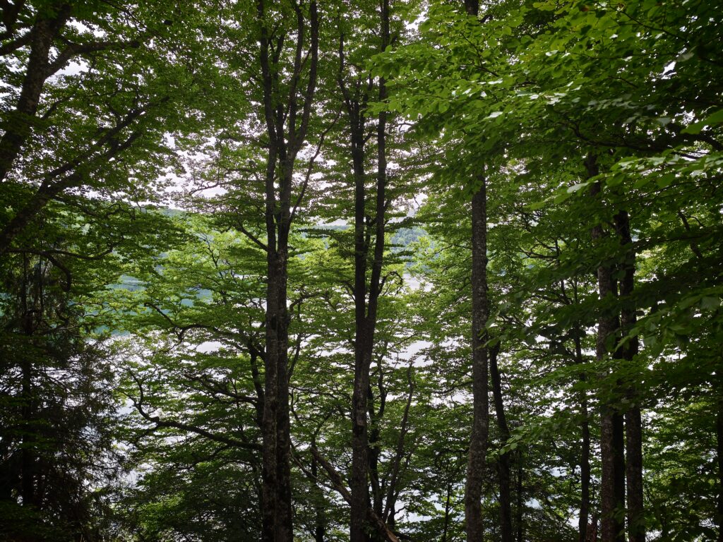 Tour du lac Pavin